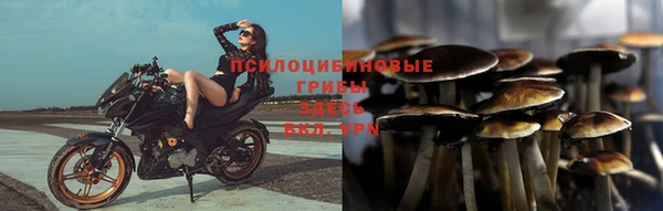 ГАЛЛЮЦИНОГЕННЫЕ ГРИБЫ Белокуриха